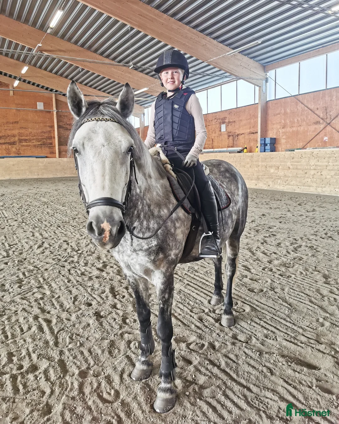 Allround hästar sökes: Läromästare sökes  i Kilafors - Annons 6