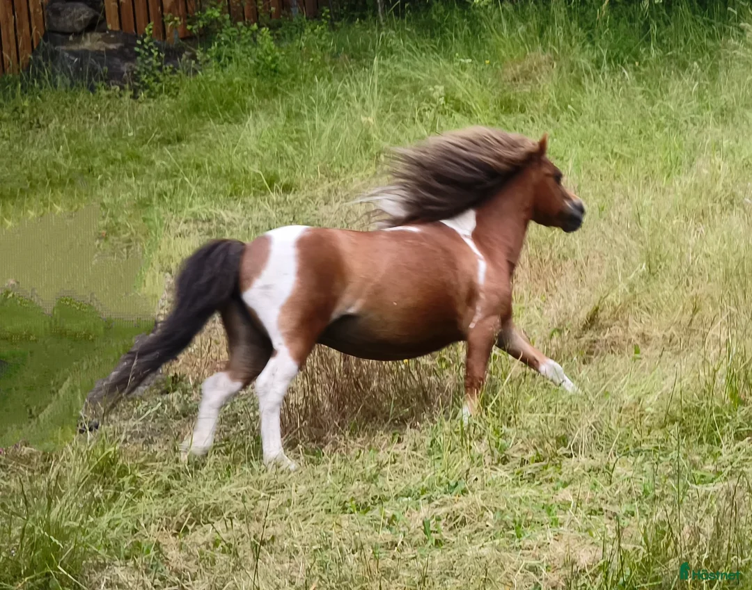 Allround hästar till salu: Amerikanskt miniatyr sto 7 år i Tjällmo - Annons 4