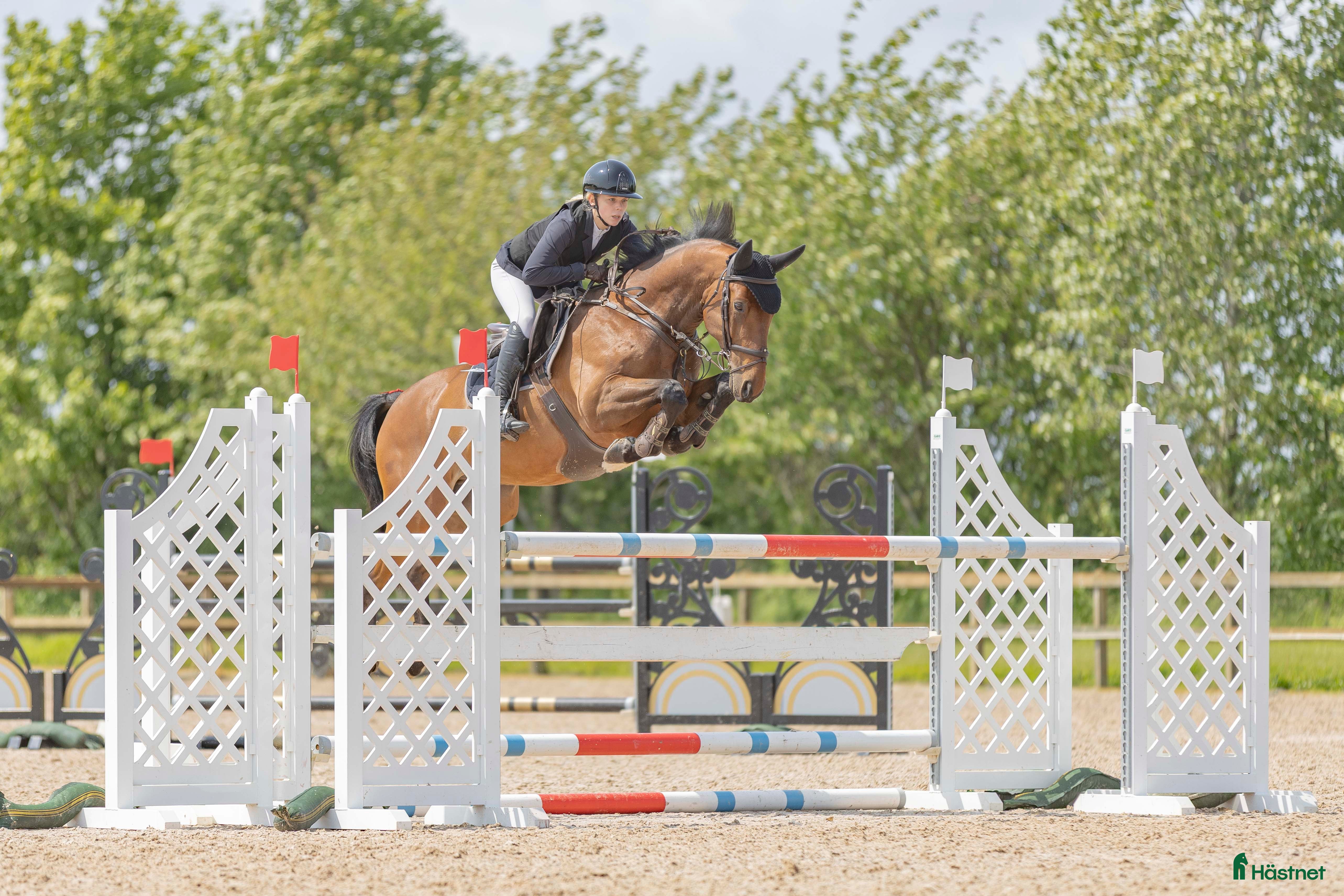  hästar Lovande 8åring för de stora klasserna! - Annons 2