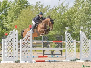 hästar Lovande 8åring för de stora klasserna! - Annons 7