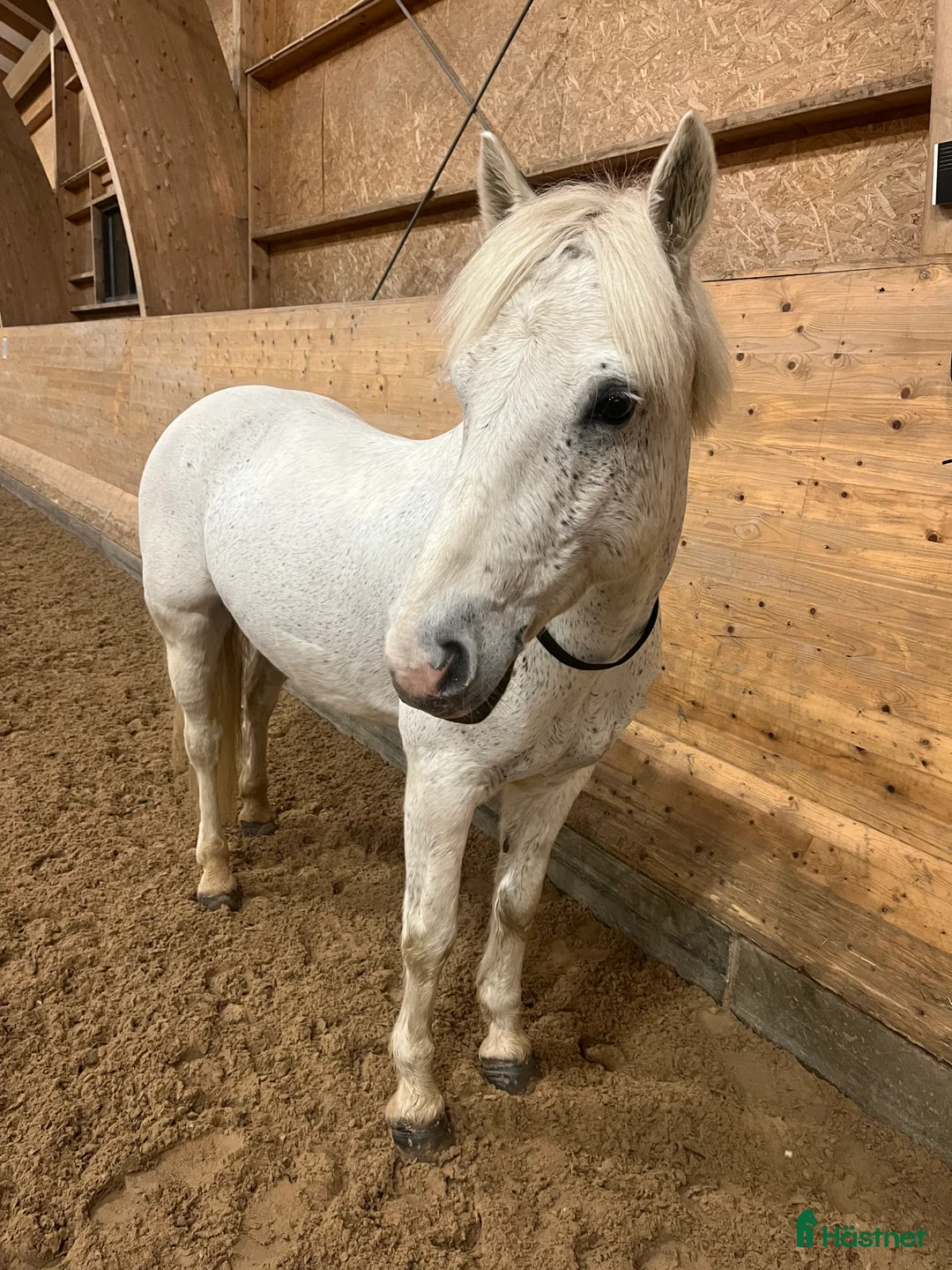 Allround hästar till salu: 1 klass renrasig Connemara  - Annons 2