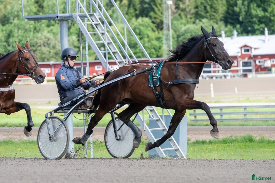 Trav hästar till salu: Snäll 12 åring valack söker nytt aktivt hem - Annons 3