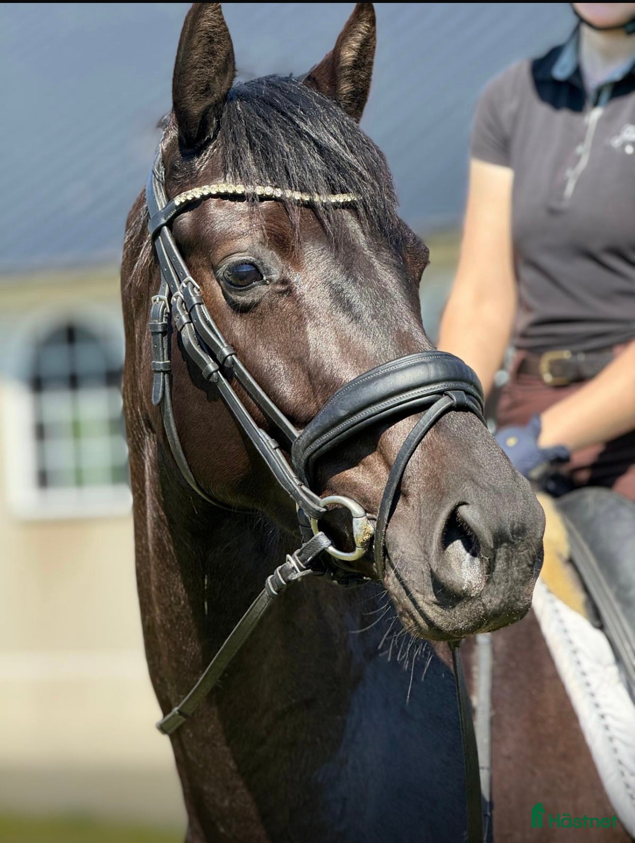 Dressyr hästar till salu: Vackert dressyrsto med framtida potential  i Simrishamn - Annons 2