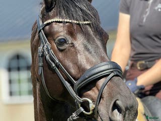 hästar Vackert dressyrsto med framtida potential i Simrishamn - Annons 8