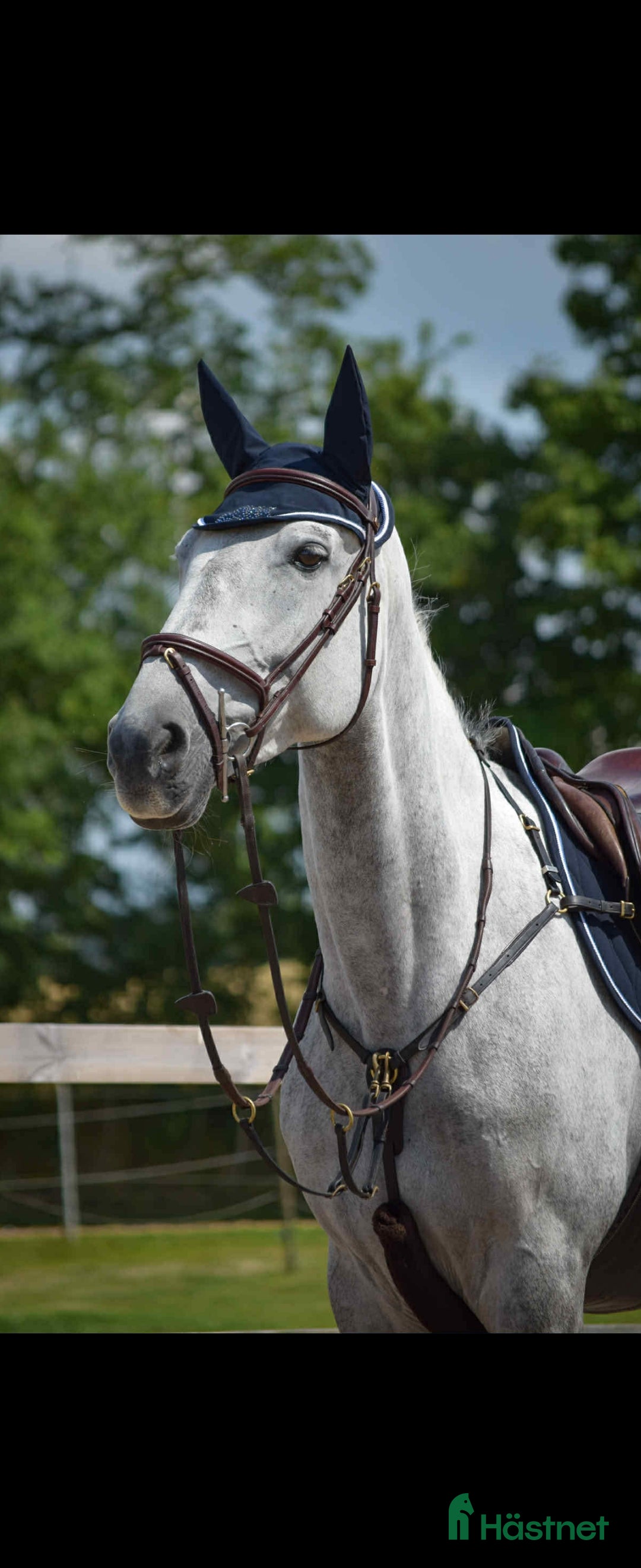 Avelshästar hästar till salu: 7 årigt sto med hoppstam  i Kallinge - Annons 1