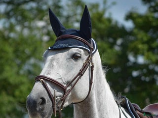 hästar 7 årigt sto med hoppstam i Kallinge - Annons 1