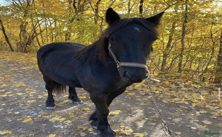  hästar i Järna - Annons 6