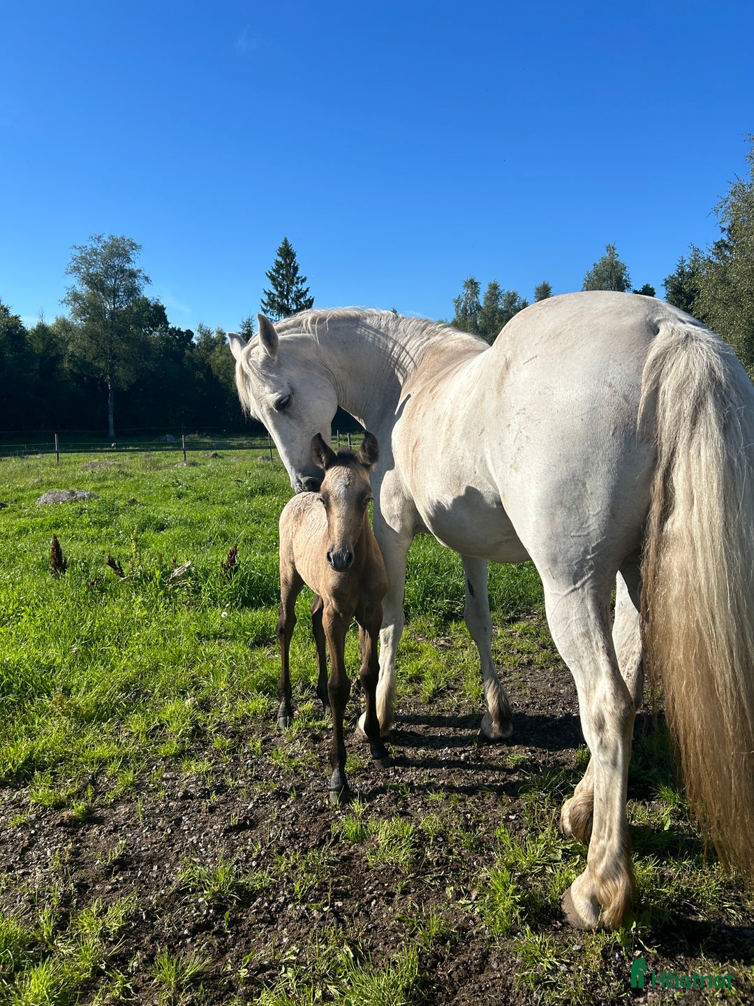 Allround hästar till salu: Meritstarkt prestationsstammat Connemarasto i Vederslöv - Annons 3