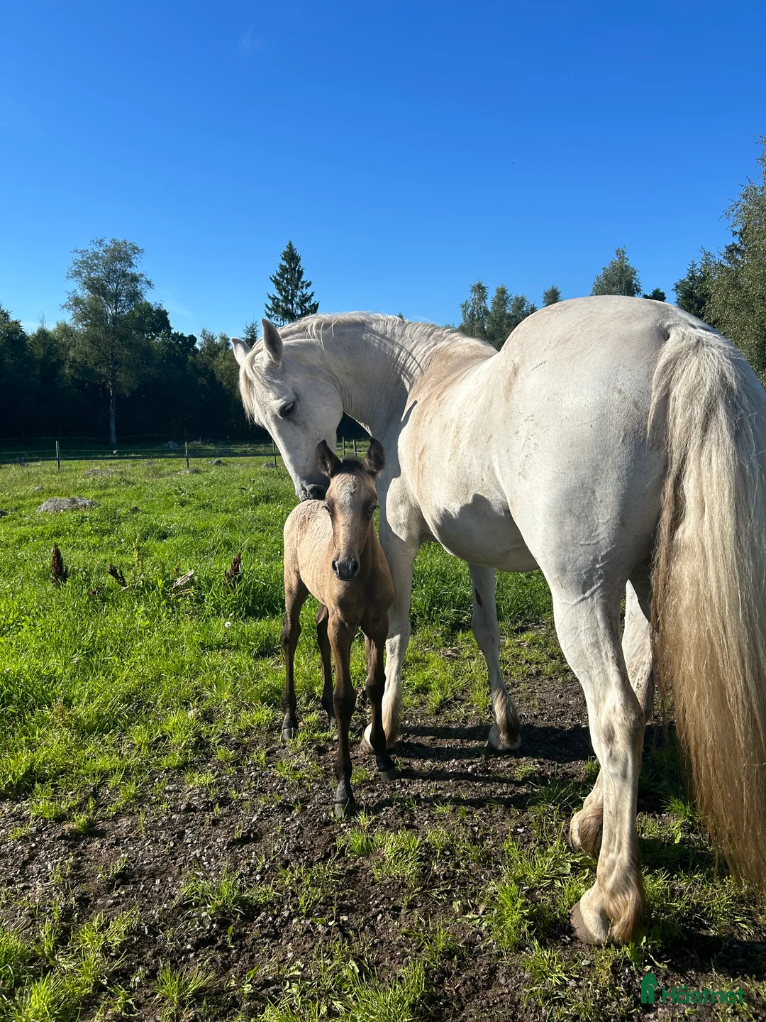 Allround hästar till salu: Meritstarkt prestationsstammat Connemarasto i Vederslöv - Annons 3