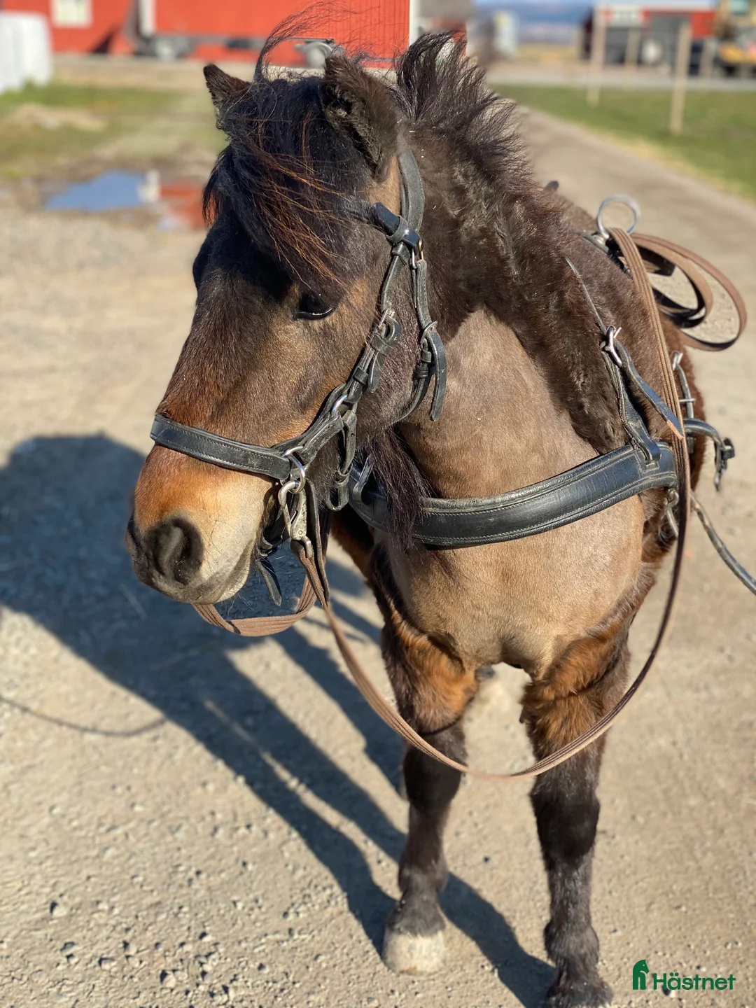 Allround hästar till salu: Sto för körning  i Ringarum - Annons 2