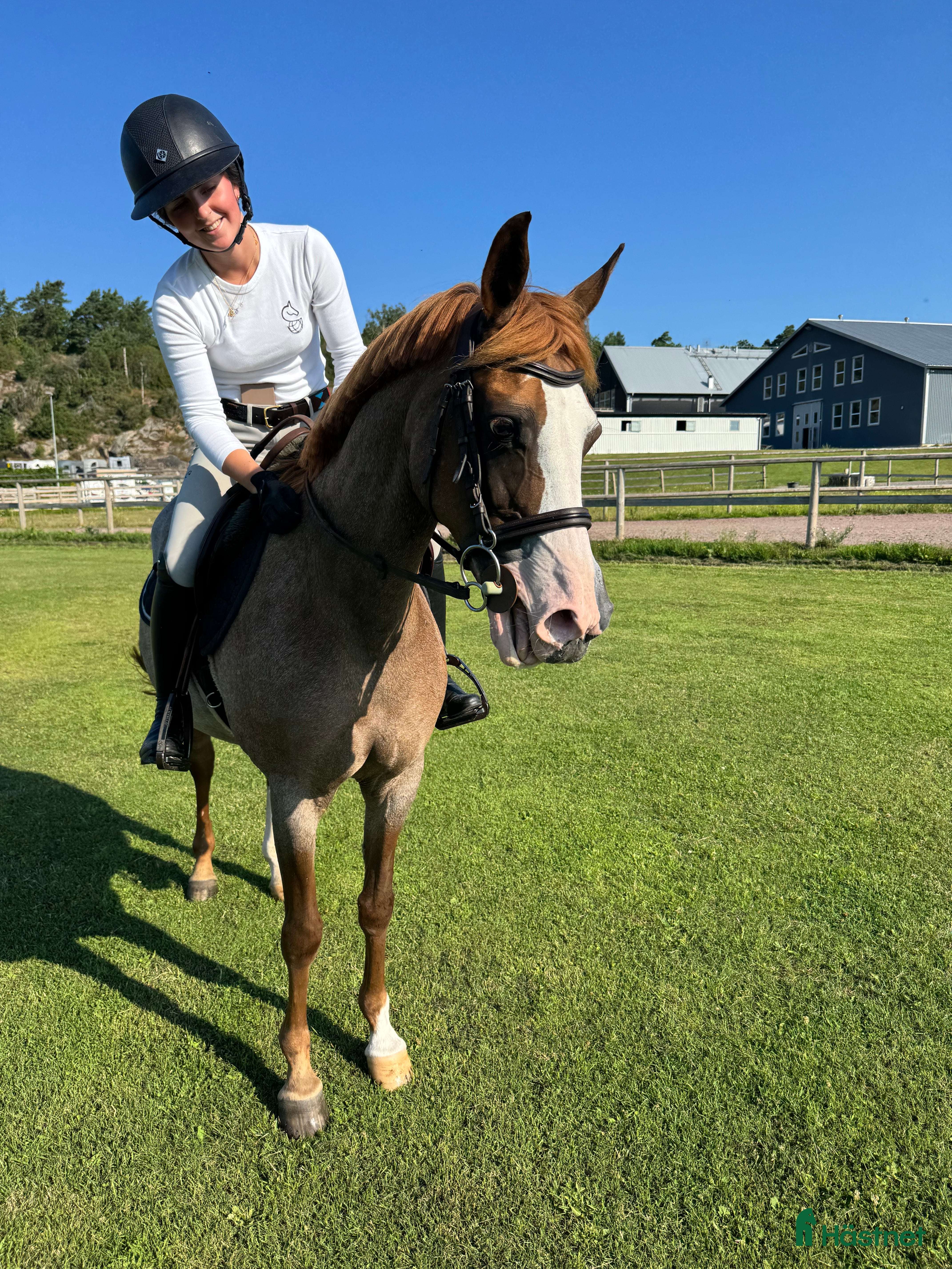  hästar Vackraste ponnyn i Onsala - Annons 8