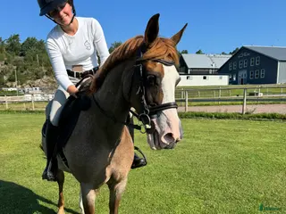 hästar Vackraste ponnyn i Onsala - Annons 8