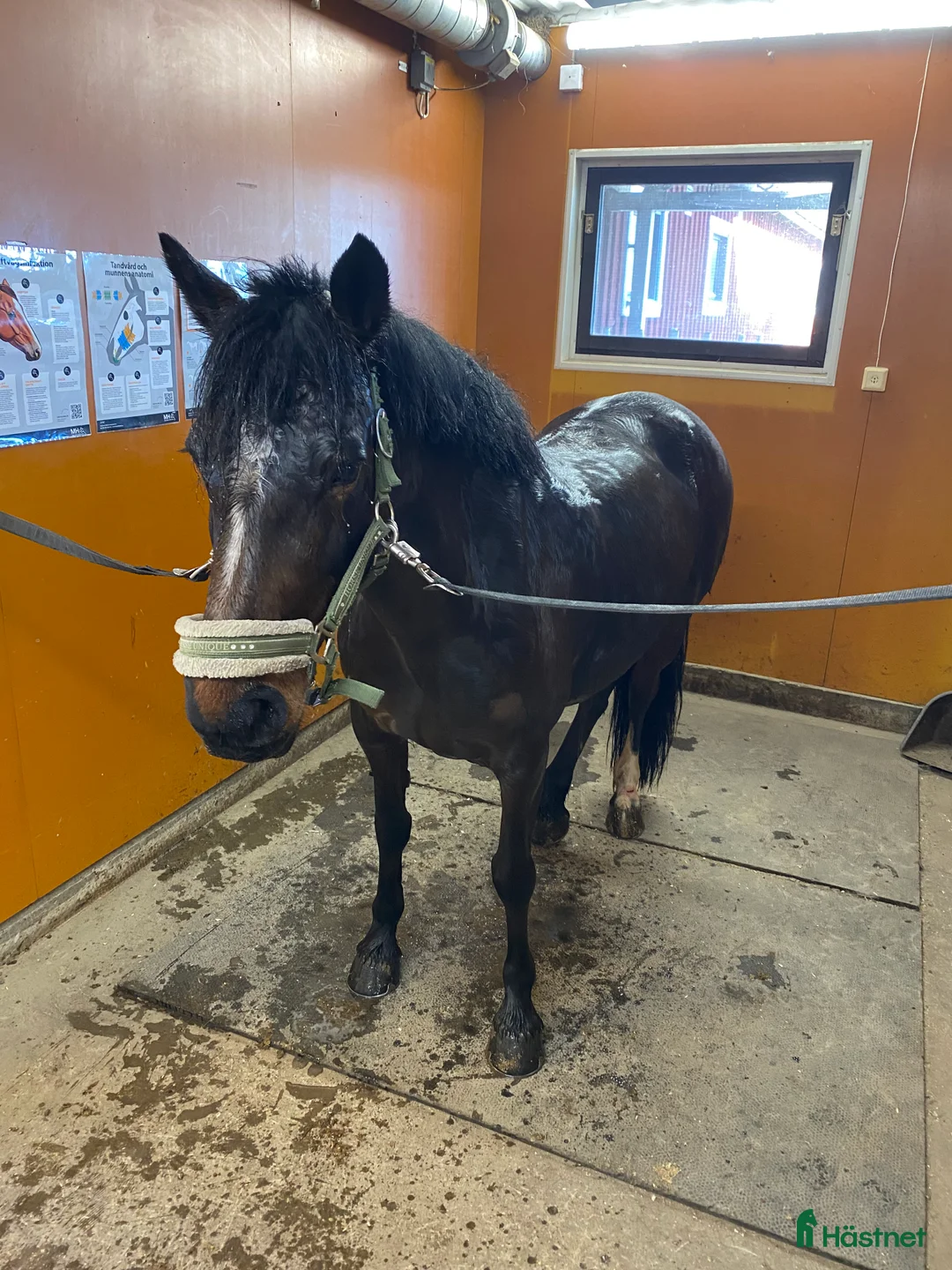 Hoppning hästar till salu: Talangfull sportponny - Annons 2