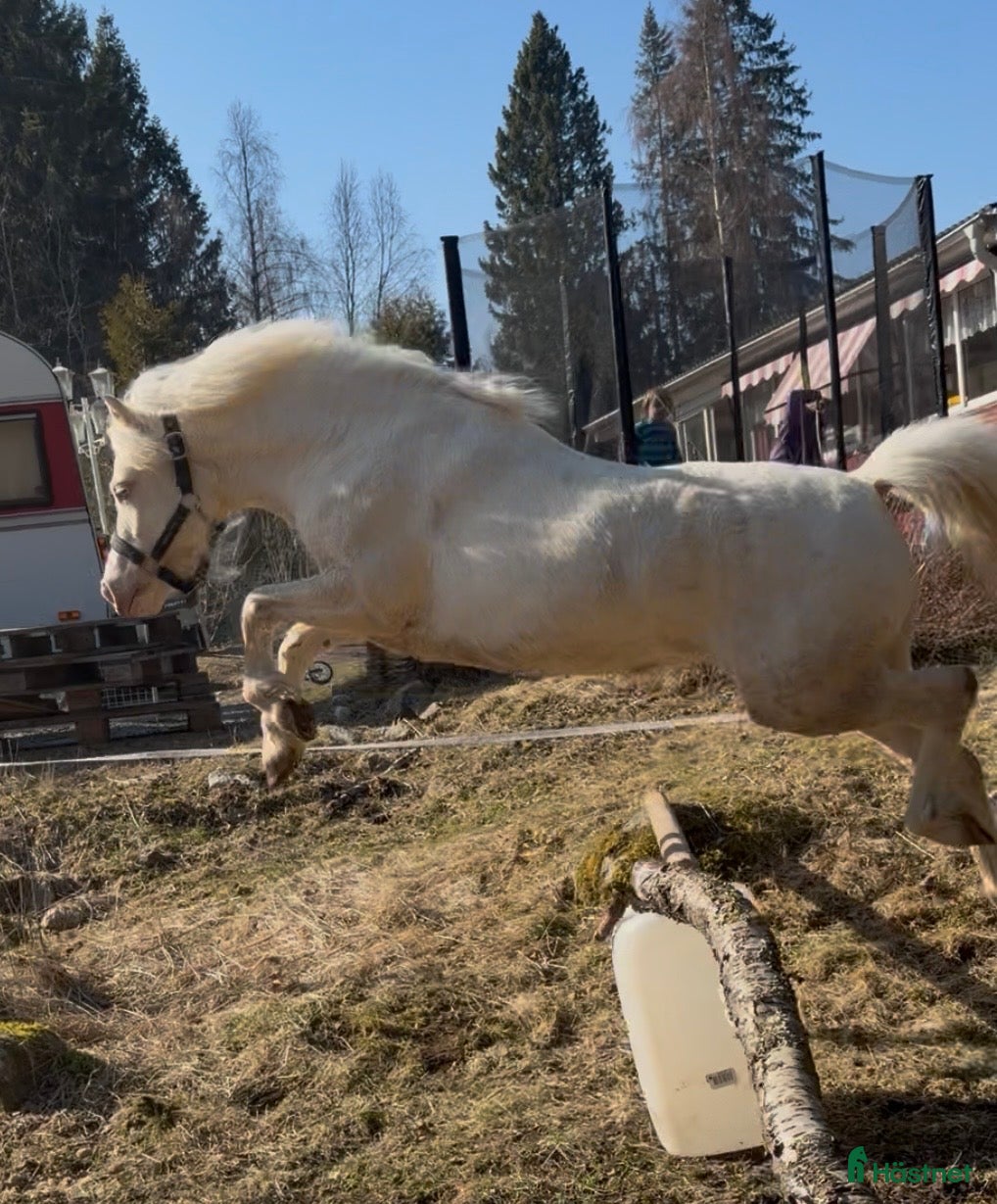  hästar Stjärna för framtiden 🌟  - Annons 1