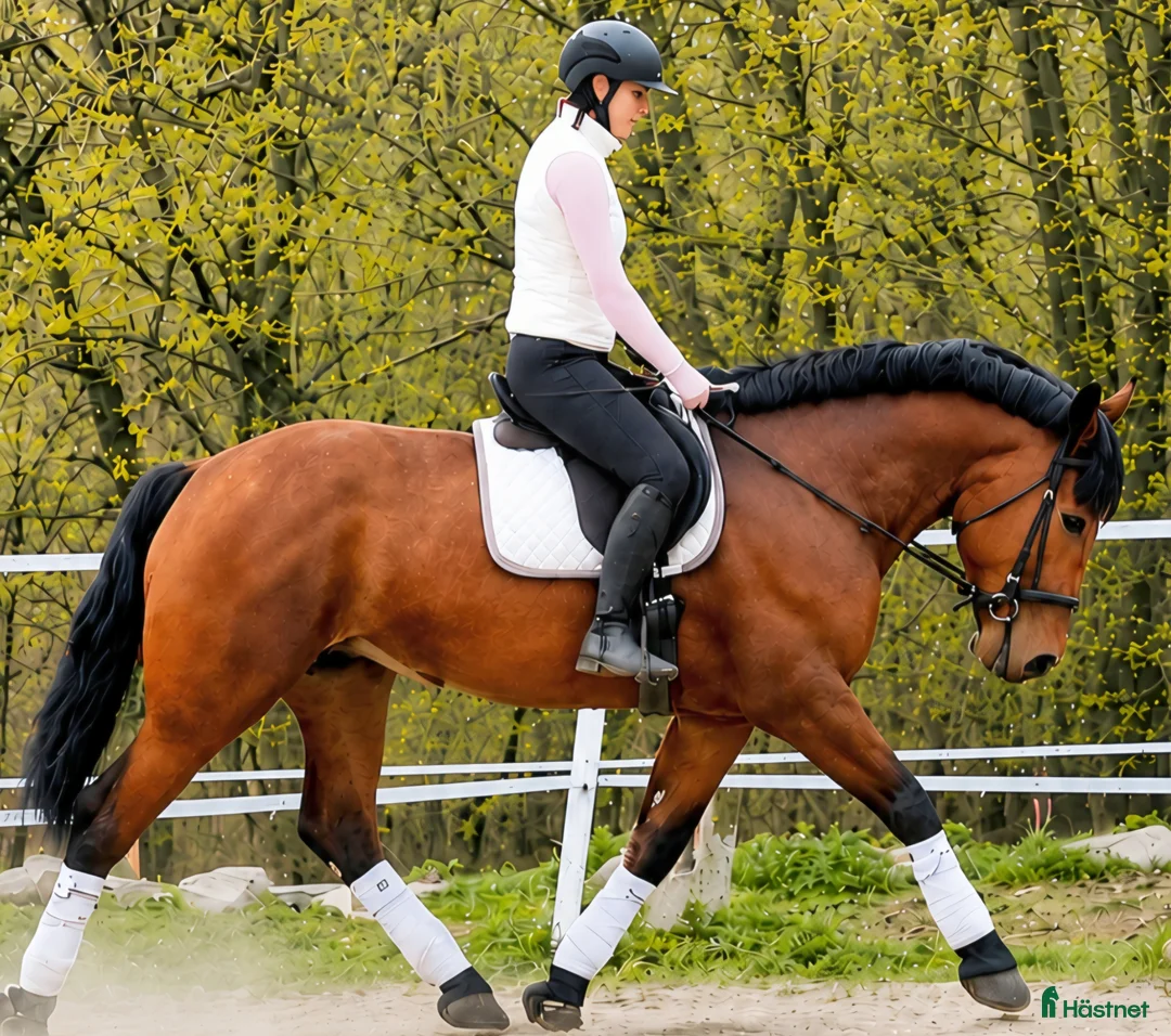 Allround hästar till salu: Magnificent allrounder - unique look - Annons 1