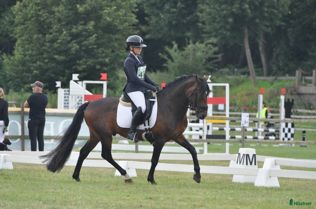  medryttarhäst finnes: Vill du djupdyka inom avel, ponny och ridning? i Hjärnarp - Annons 6