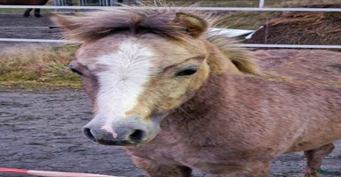  hästar i Stenkullen - Annons 4