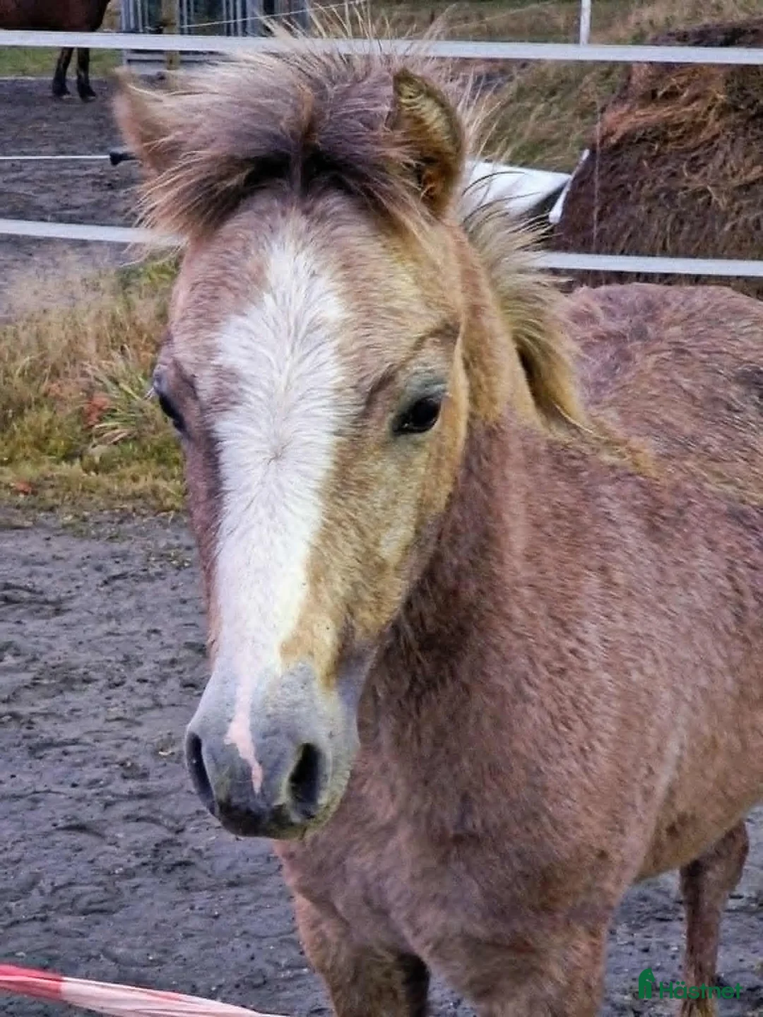 Allround hästar till salu: Framåt welsh mountainkille i Stenkullen - Annons 2