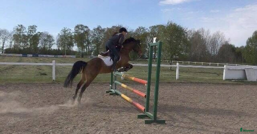  medryttarhäst sökes: Medryttarhäst sökes (Landskrona med omnejd) i Landskrona - Annons 3