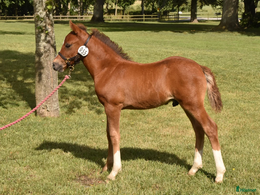 Hoppning hästar till salu: Kvalitetsponny med förärvningssäker stam, hoppning i Skivarp - Annons 10