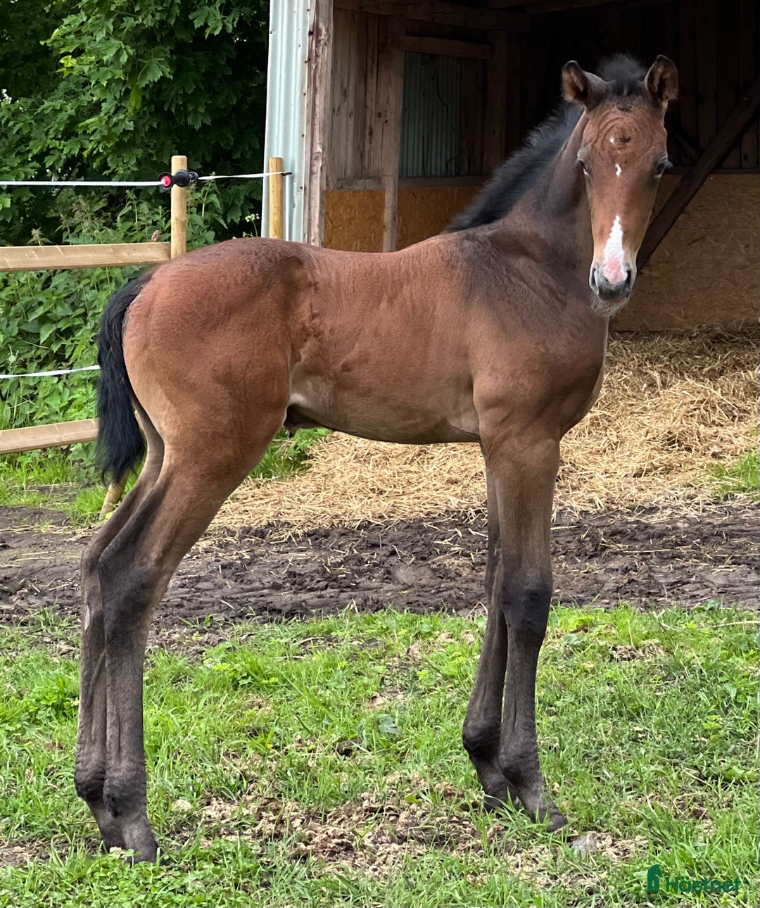 Hoppning hästar till salu: Lovande unghäst! SÅLD - Annons 2