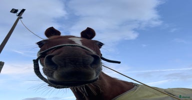  hästar i Villands Vånga - Annons 5