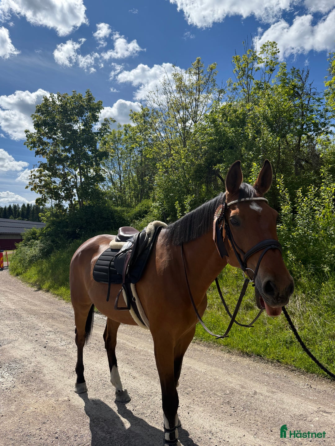 Allround hästar till salu: Världens snällaste läromästare (SWB) i Åmål - Annons 2