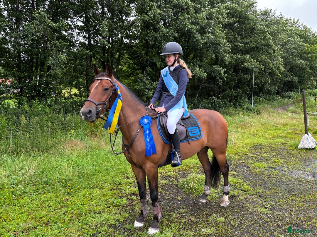 Hoppning hästar till salu: Maxad C-ponny född 2013 för de högsta klasserna. i Stora Höga - Annons 3