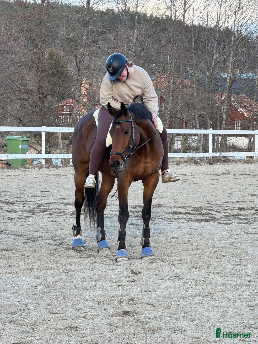 Allround hästar till salu: ✨Vacker och positiv fullblodsvalack säljes✨ i Söderbärke - Annons 4
