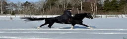 Allround hästar sökes: Sto till livslångt femstjärnigt hem! i Nyköping - Annons 17