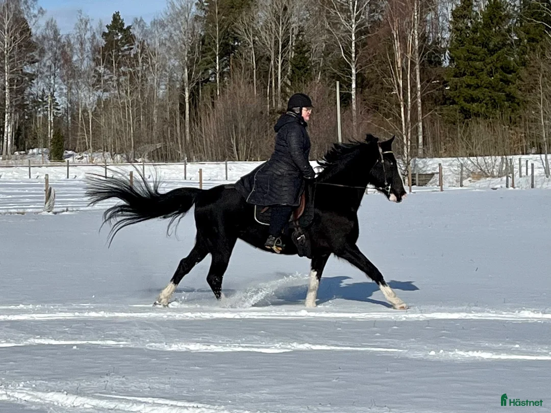 Allround hästar sökes: Sto till livslångt femstjärnigt hem! i Nyköping - Annons 17