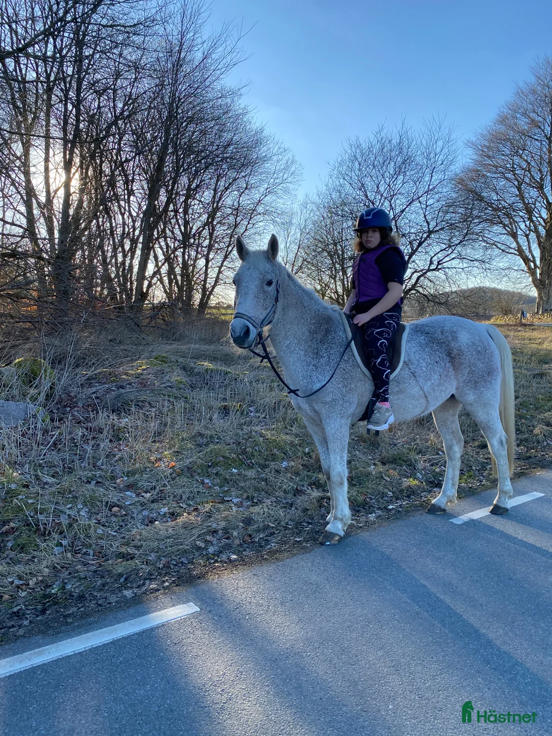 Allround hästar till salu: Snäll gentleman - Annons 1