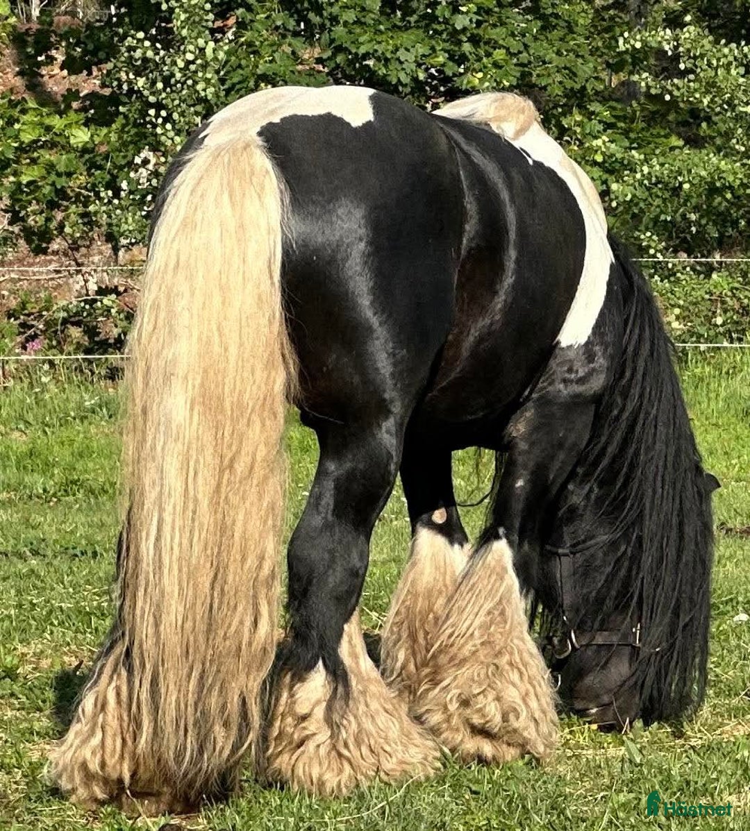 Avelshästar hästar till salu: Silversvart sto! i Sävsjö - Annons 14