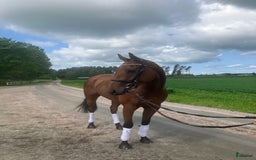 Allround hästar till salu: Fantastiskt trevlig tjej i Skara - Bild 1