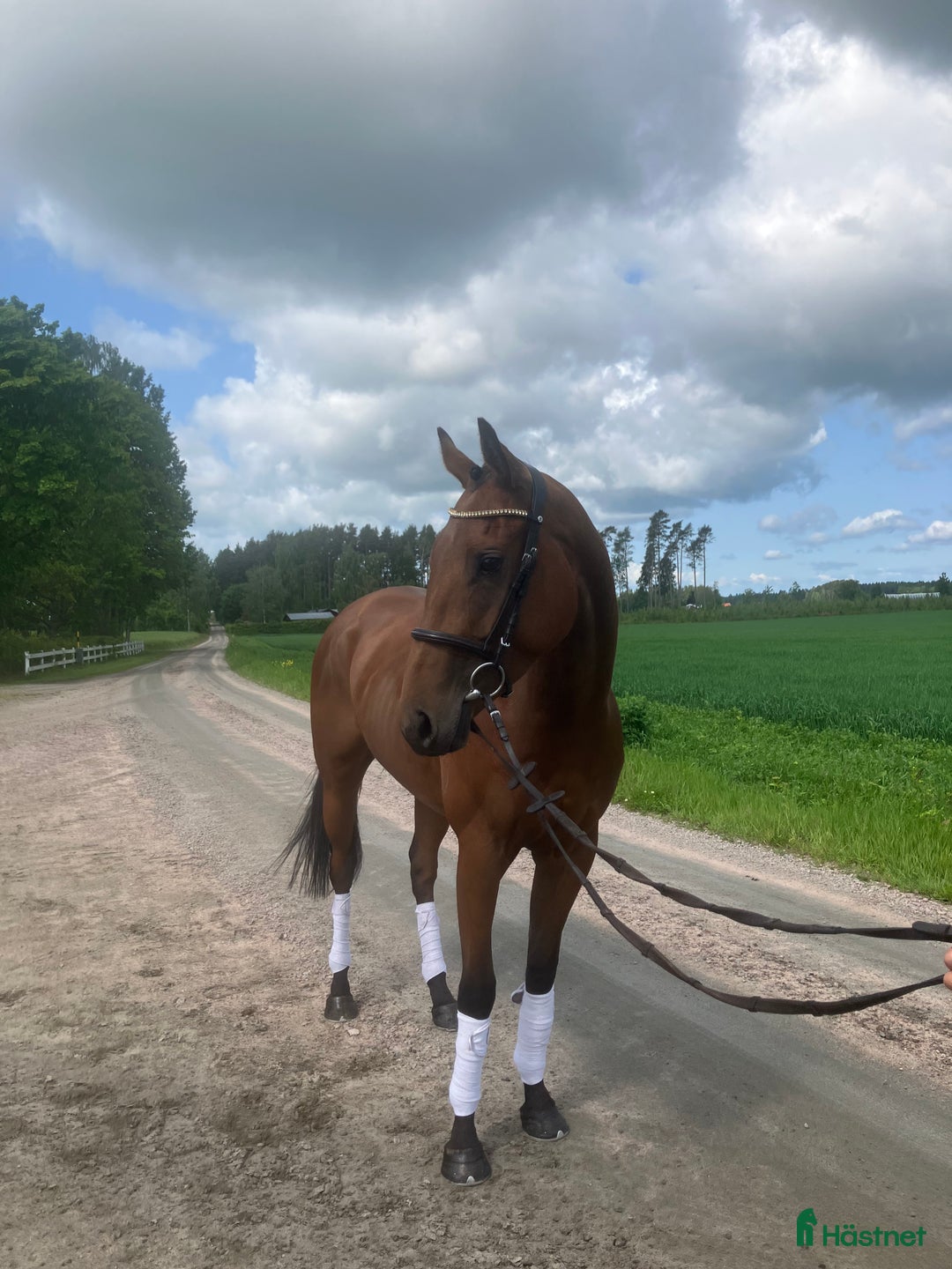 Allround hästar till salu: Fantastiskt trevlig tjej i Skara - Bild 1
