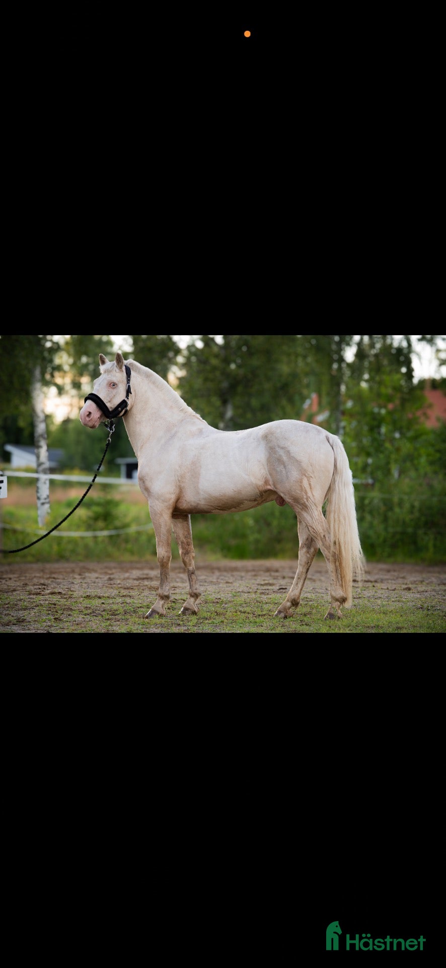  hästar till salu: Fantastisk maxad D-ponny! - Annons 1