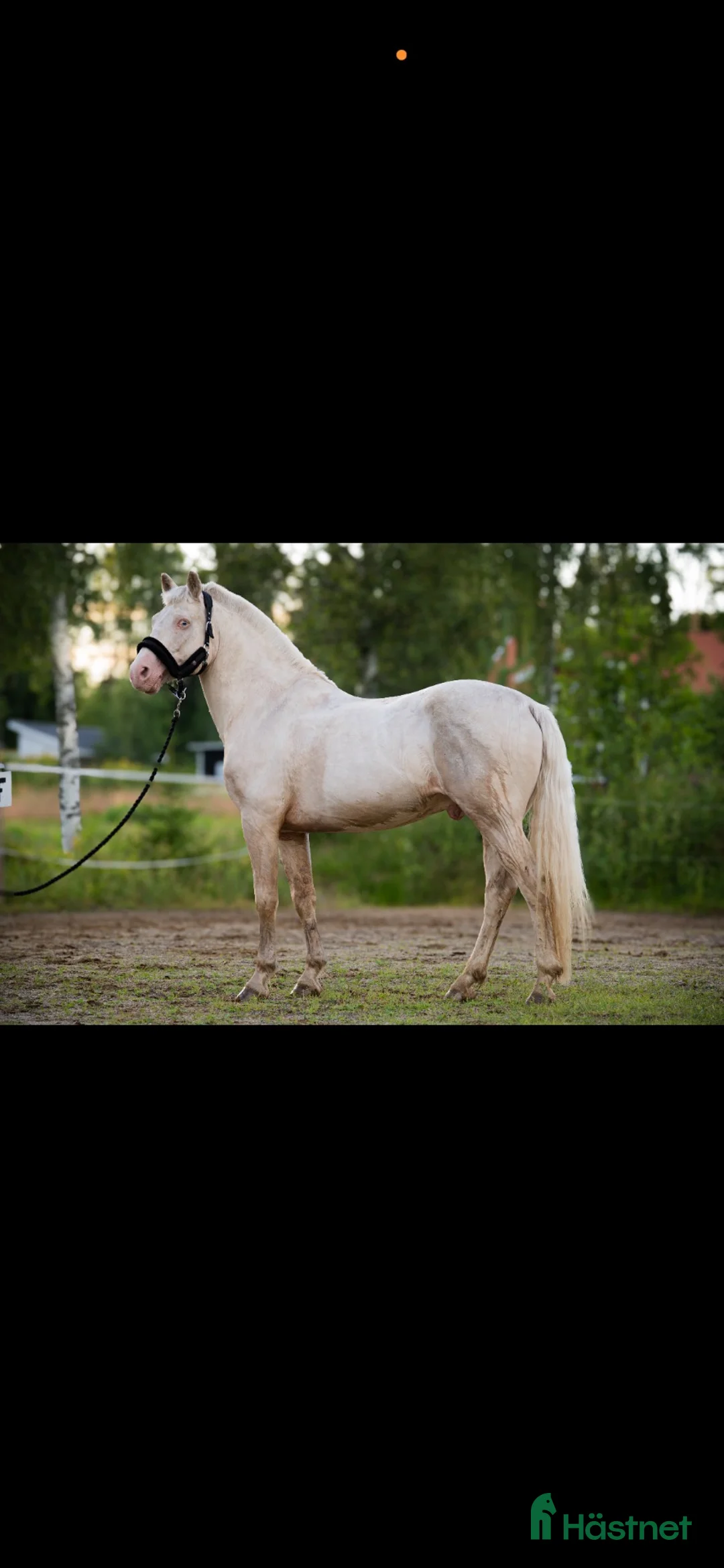 Allround hästar till salu: Fantastisk maxad D-ponny! - Annons 1