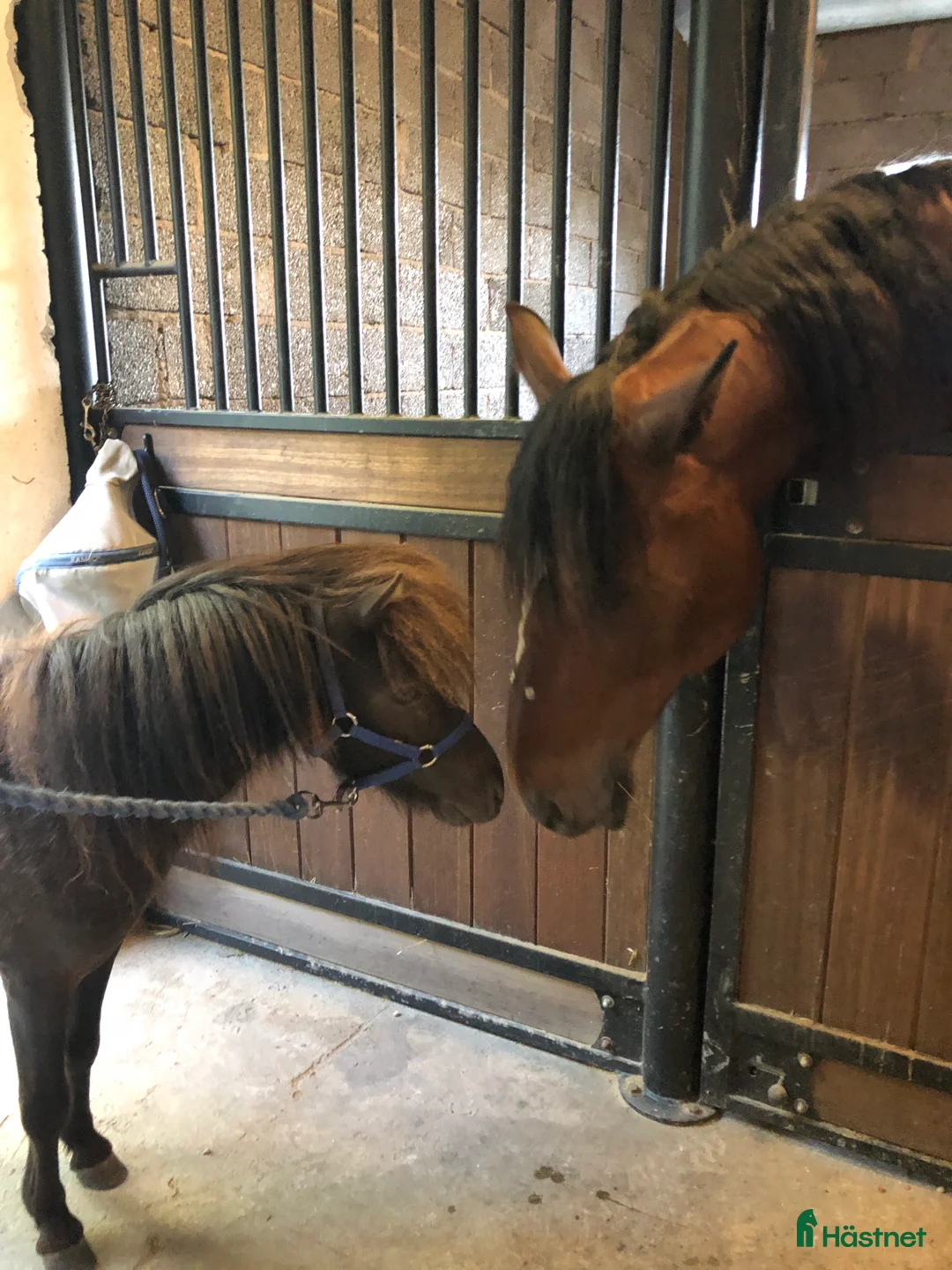  stallplats finnes: Ett par platser lediga på Torsholma 29! i Vallentuna - Annons 3