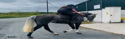 Allround hästar till salu: Stunning Irish mare  - Annons 5