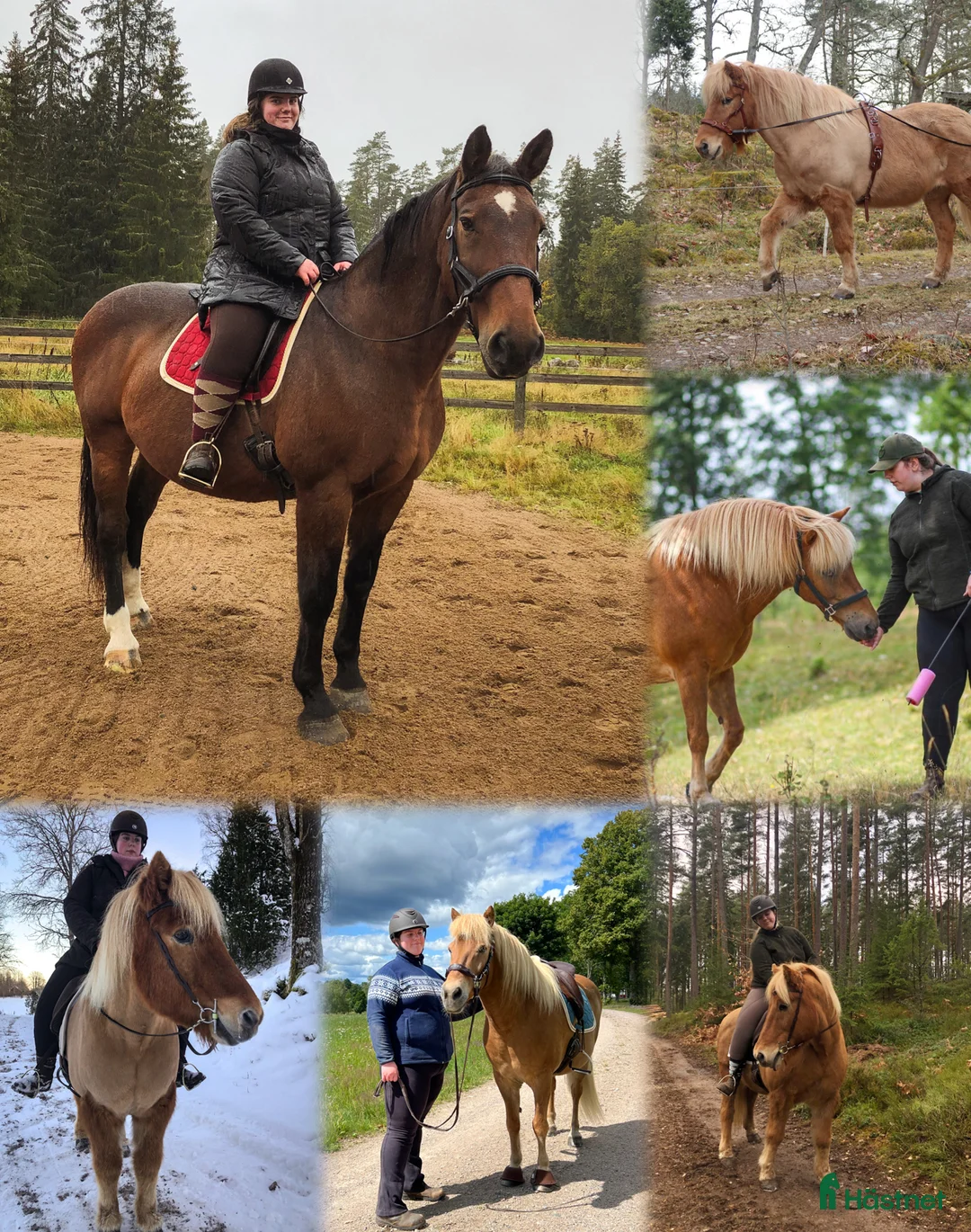 Övrigt hästar sökes: Viktbärande häst sökes - Annons 1