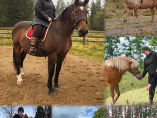 hästar Viktbärande häst sökes - Annons 2