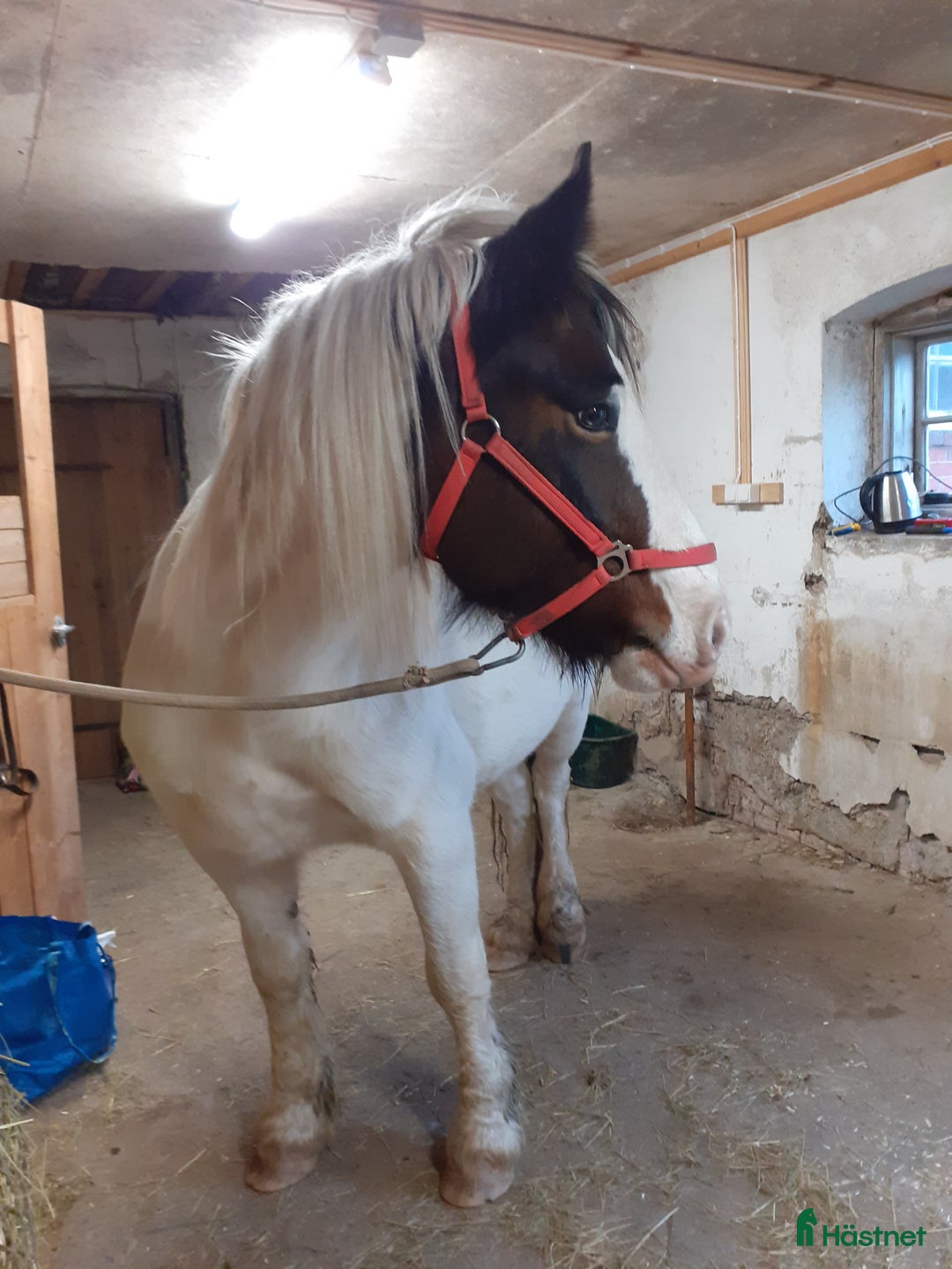 Allround hästar till salu: Mysigt projekt i Sunne - Annons 1