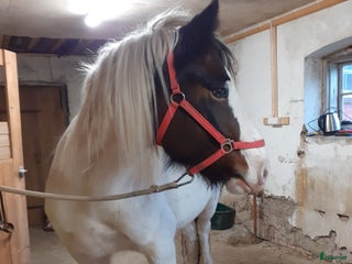 hästar Mysigt projekt i Sunne - Annons 9