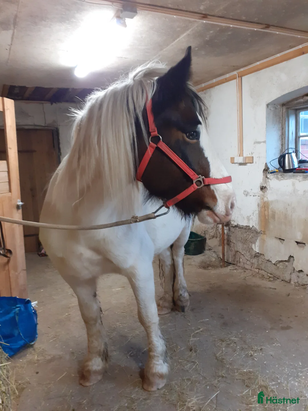 Allround hästar till salu: Mysigt projekt i Sunne - Annons 1