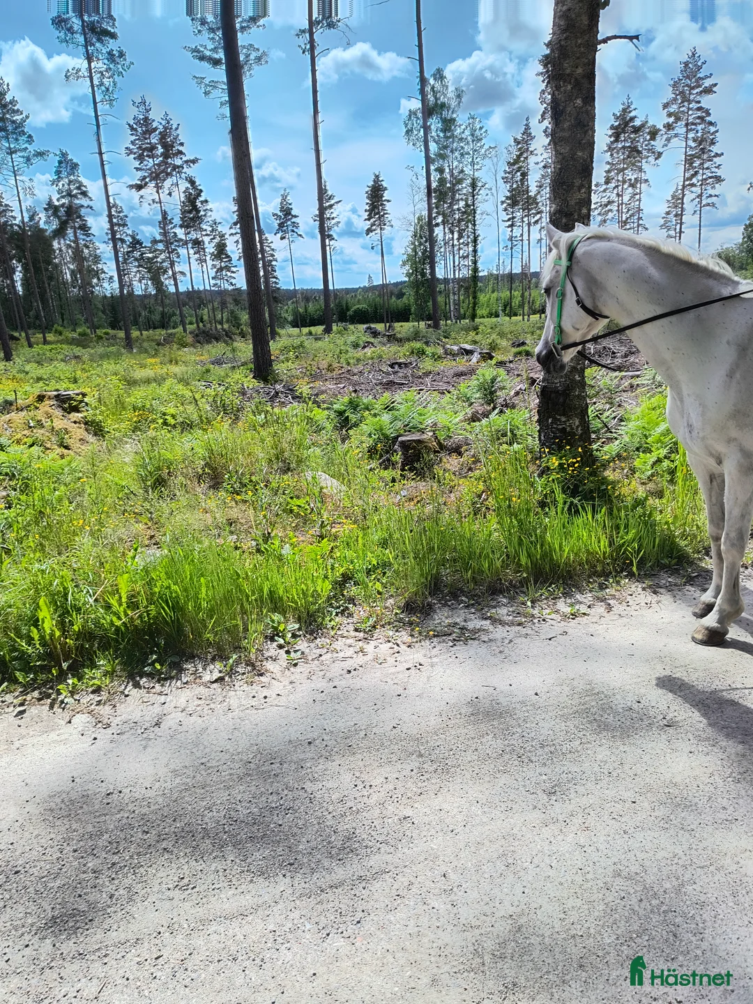 Sällskap hästar till salu: Trevlig arabvalack  - Annons 3
