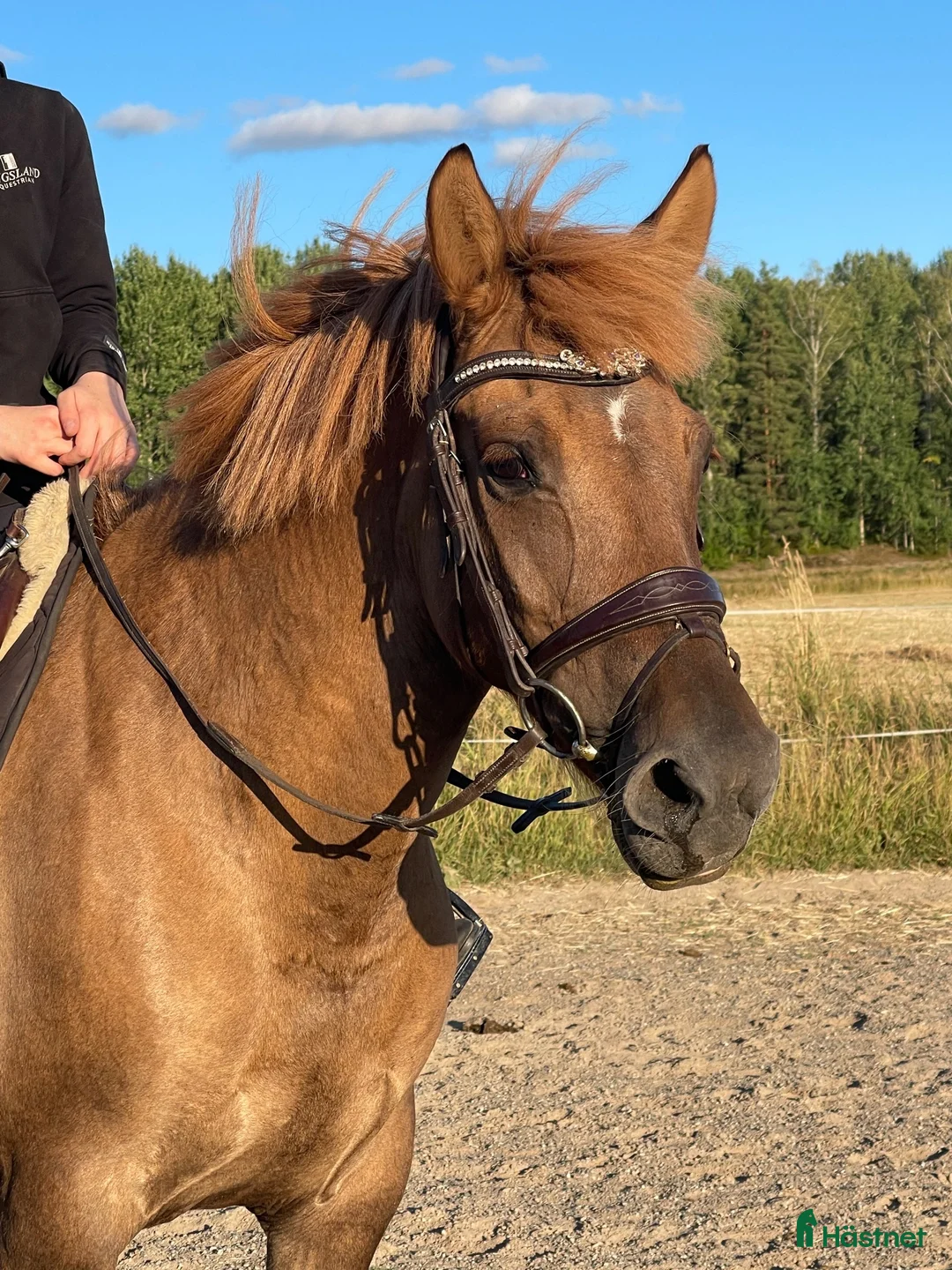 Allround hästar till salu: En riktig liten kalaspingla - Annons 11