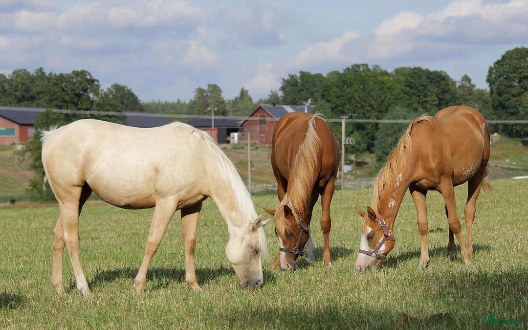 Western hästar till salu: Höstrea på Kungsvikstorp i Åtvidaberg - Annons 1