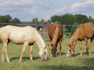 hästar Nu är det snart vår - Annons 7