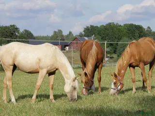hästar Nu är det snart vår - Annons 16