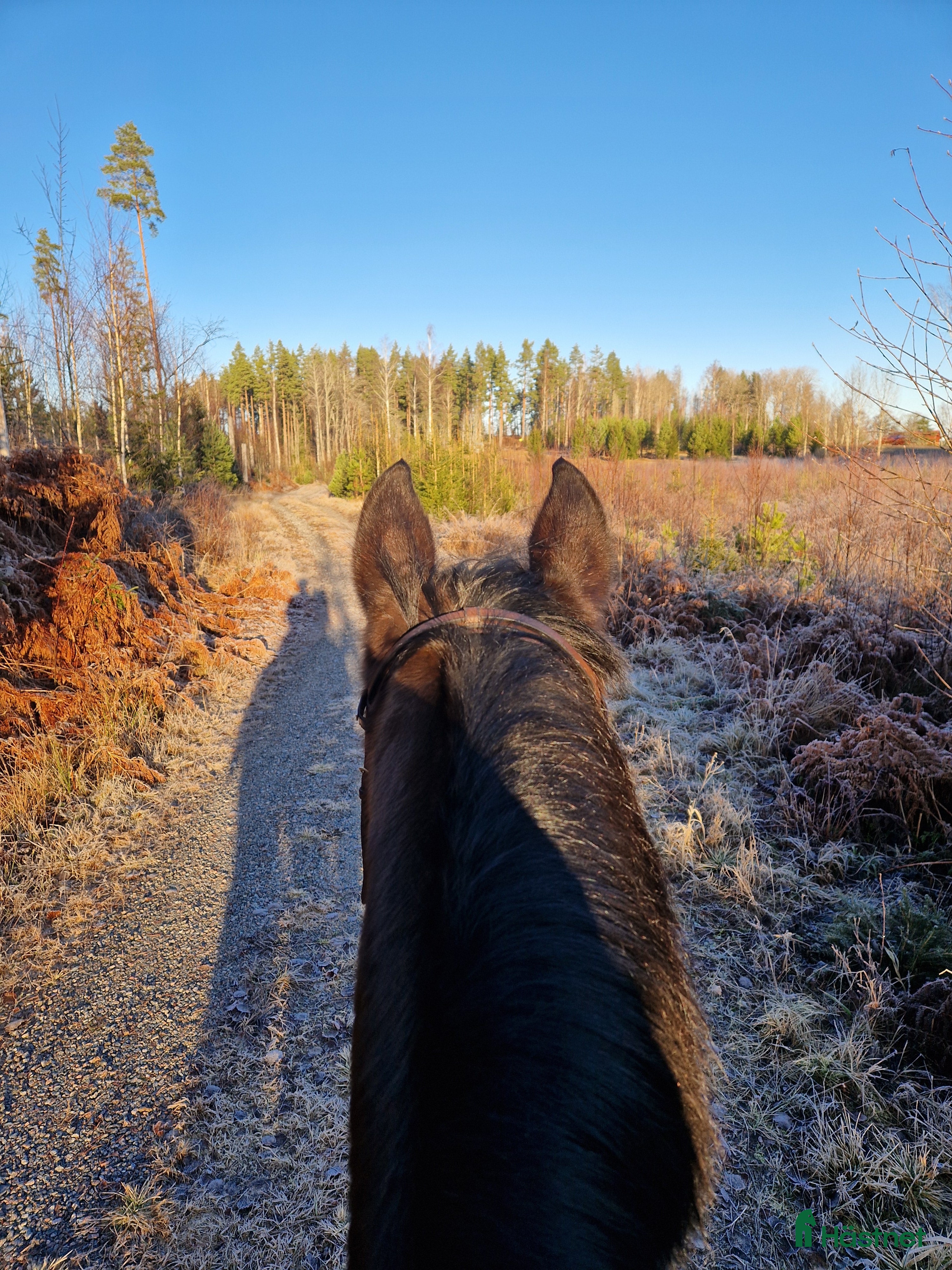  hästar Söker stabil kompis i Katrineholm - Annons 11